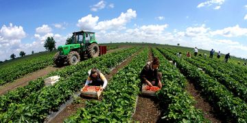 ProPersonnel: Пять профессий в сельском хозяйстве, которые скоро исчезнут