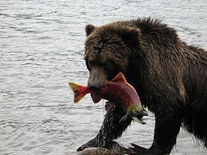 Медвежья желчь и медвежий жир — это высокоэффективные средства природного происхождения, известные народной медицине с давних времен.