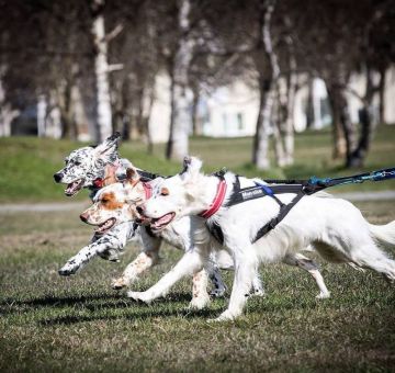 SledDogSport.ru приглашает владельцев собак в своё сообщество в Instagram!