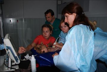 Ветеринарная клиника «Центр» провела мастер-класс по ультразвуковой диагностике