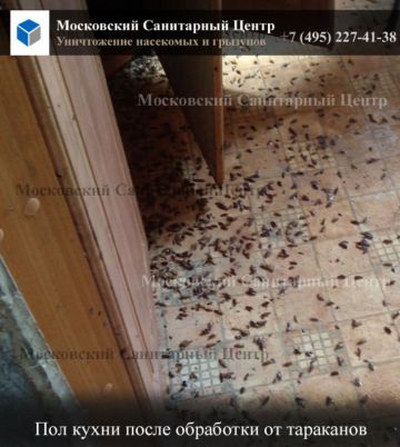 Эффективное уничтожение насекомых и грызунов от «Московского санитарного центра»