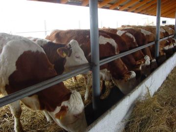 ГК «Твой Ангар» строит животноводческий комплекс в Республике Мордовия