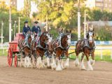 Clydesdales от BUD Alcohol Free посетили Фестиваль ВКонтакте