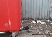 Активисты ОНФ обратятся в прокуратуру из-за наличия крыс на контейнерных площадках Челябинска