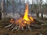 Челябинские активисты ОНФ выявили нарушения при выборочных рубках в Чебаркуле