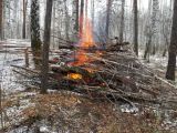 Челябинские активисты ОНФ выявили нарушения при выборочных рубках в Чебаркуле