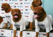 В Украине прошла первая в мире собачья пресс-конференция