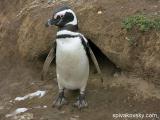 Репортаж №18. Антарктика и пингвины.