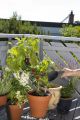 7 вьющихся растений для балконов