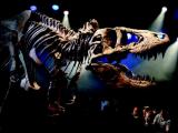 TNT доставила в Европу череп Тираннозавра Рекса