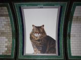 Энтузиасты заменили всю рекламу на лондонской станции метро на изображения котов при помощи кампании на Kickstarter