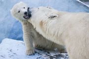 В новосибирском зоопарке медведи Кай и Герда вновь стали родителями