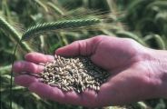 Компания КВС РУС в конце мая 2021 года запускает свой собственный  B2B онлайн-магазин семян для сельхозпроизводителей в России