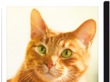 «Нестле Пурина» представила новый рекламный ролик в поддержку перезапуска бренда корма для кошек FRISKIES
